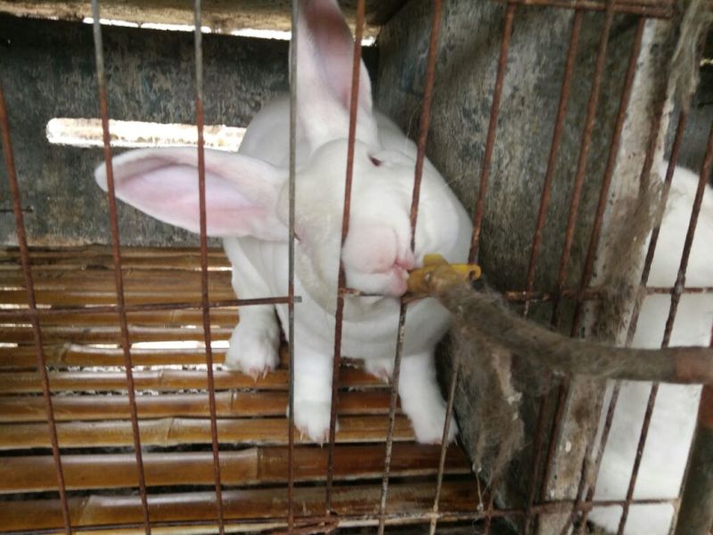 种兔3~4kg