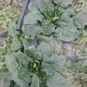 大叶菠菜25~30厘米