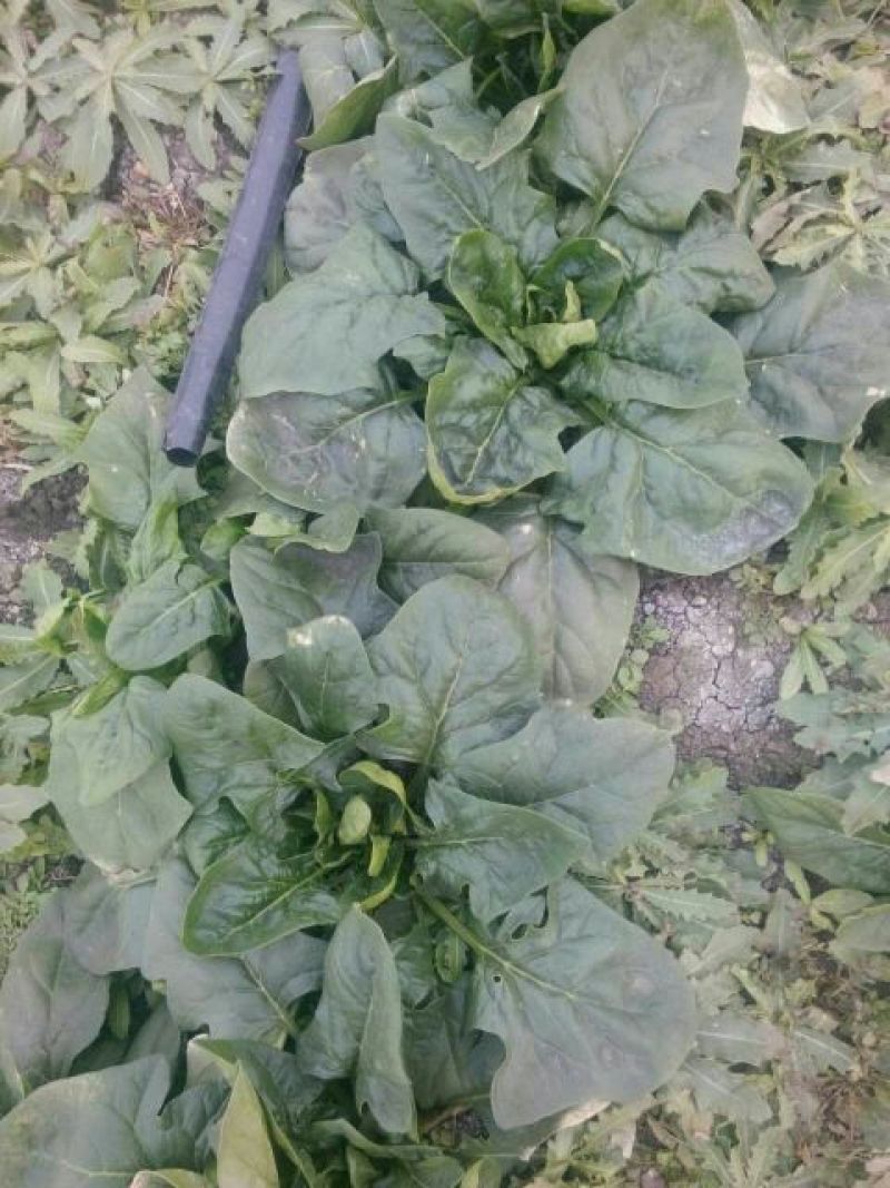 大叶菠菜25~30厘米