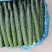 黄瓜18~22公分鲜花带刺