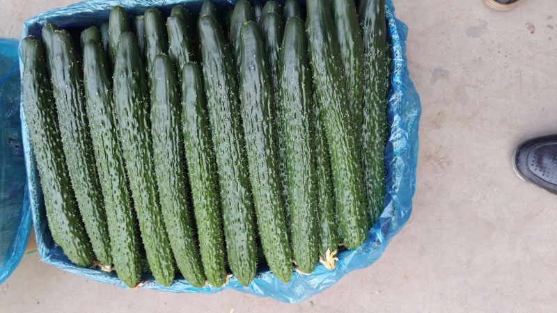 黄瓜18~22公分鲜花带刺