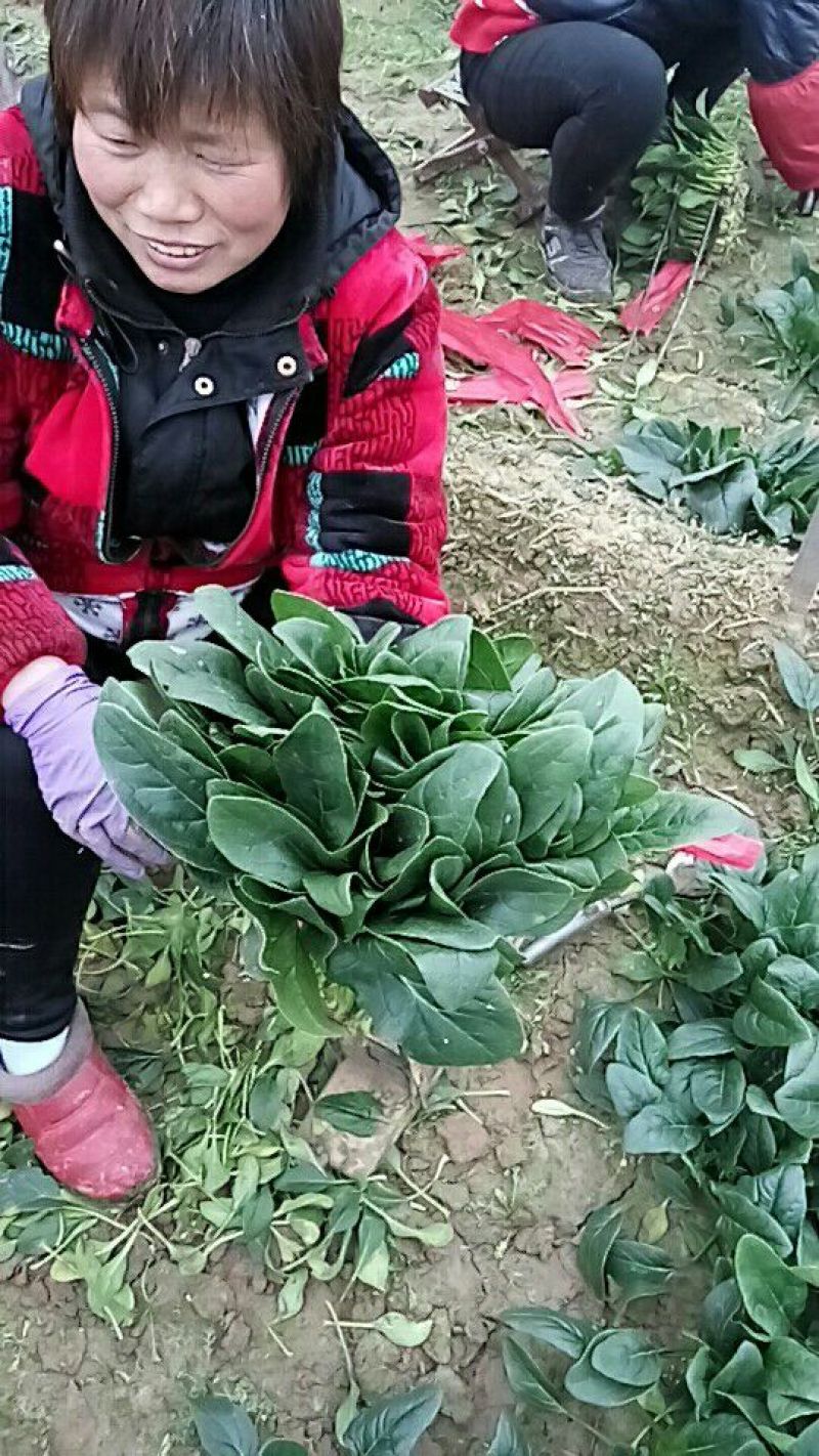 大叶菠菜20到25公分，3000斤起批！