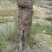 紫薇树4~6cm2.5~3米1~2米
