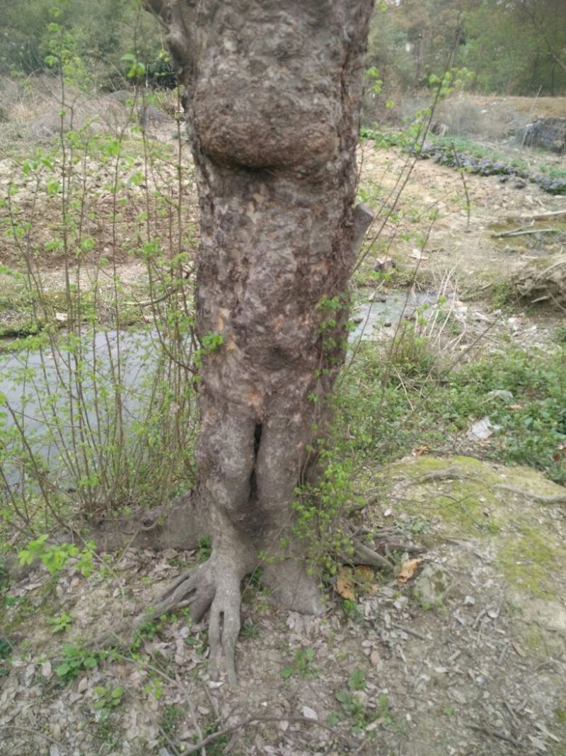 紫薇树4~6cm2.5~3米1~2米