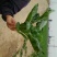 大叶菠菜30~35厘米