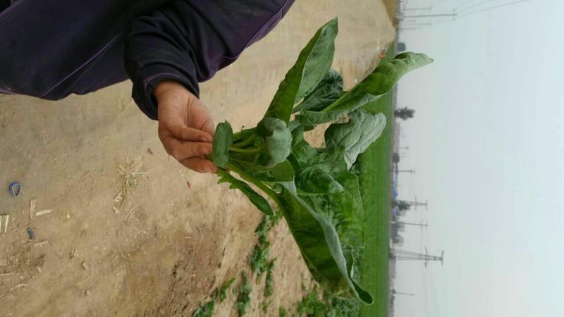 大叶菠菜30~35厘米