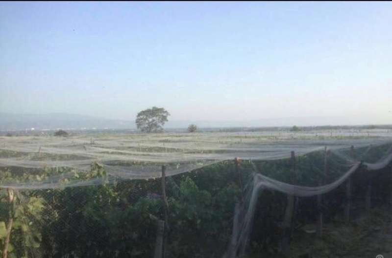 巨峰葡萄全黑大量上市提供代收叫车打冷一条龙服务