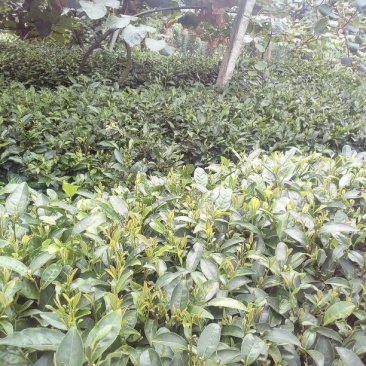 本山茶特级