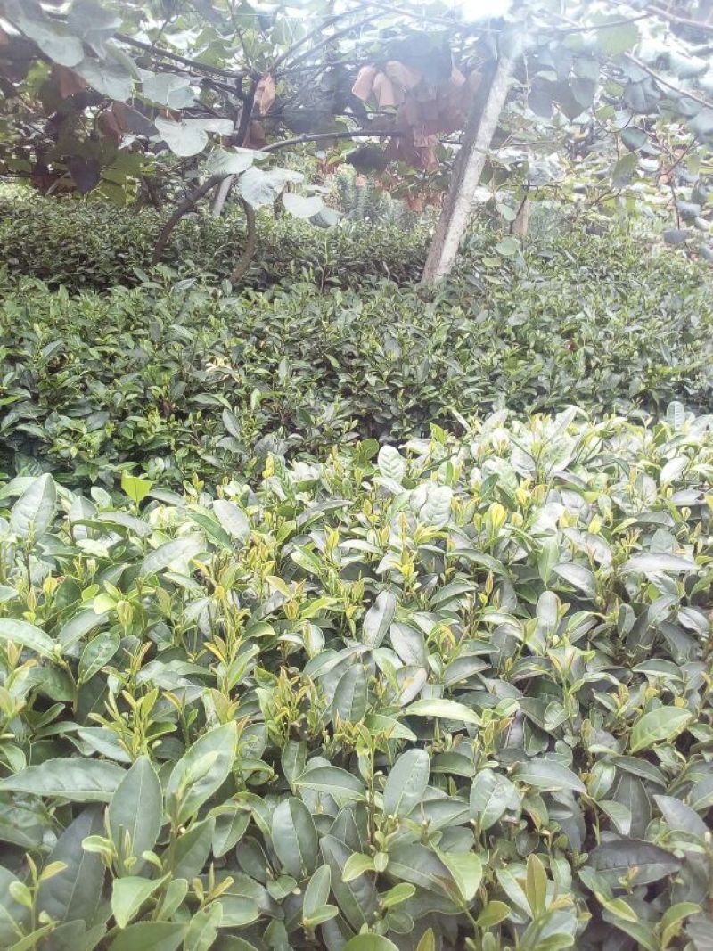 本山茶特级