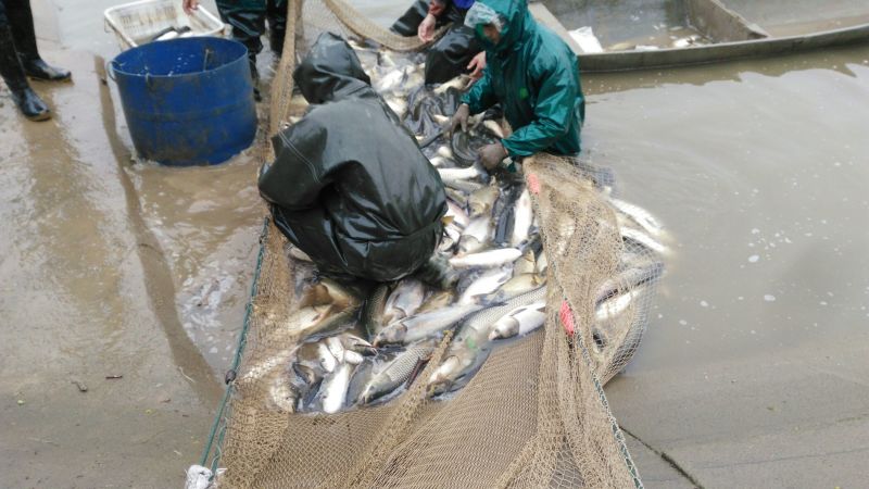 湖南大通湖草鱼可视频及现场看货