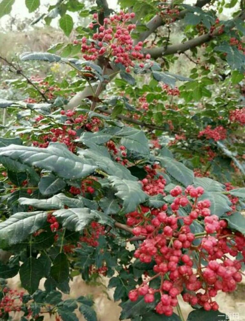精品花椒无杂质自家种植、