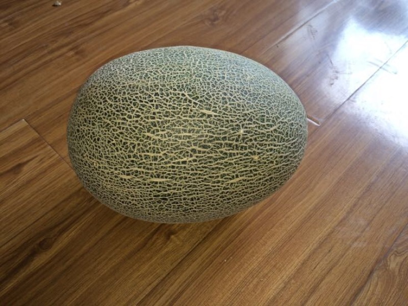 伽师瓜