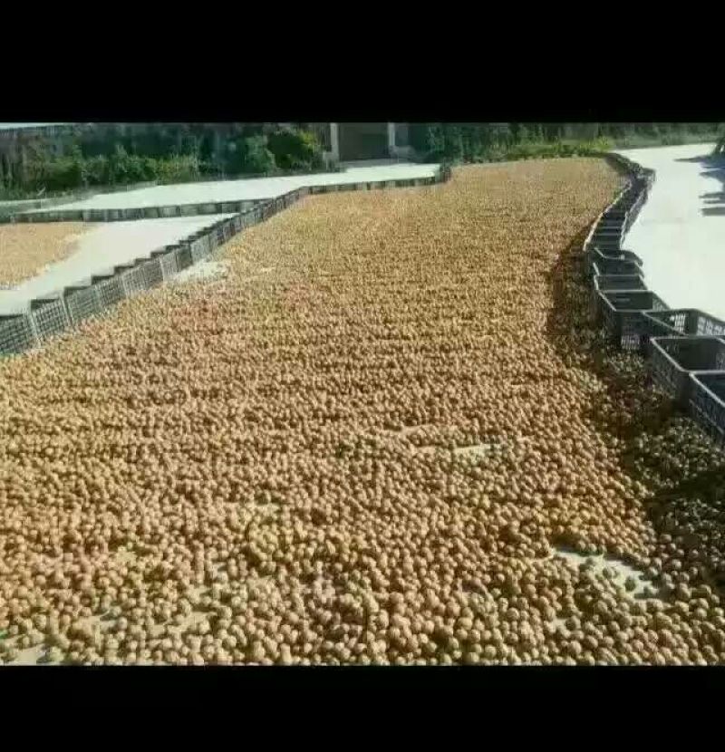 薄皮核桃30mm以上去皮干