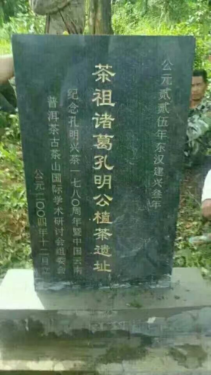 普洱绿茶紧压茶