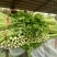 西芹大量上市中，60cm以上