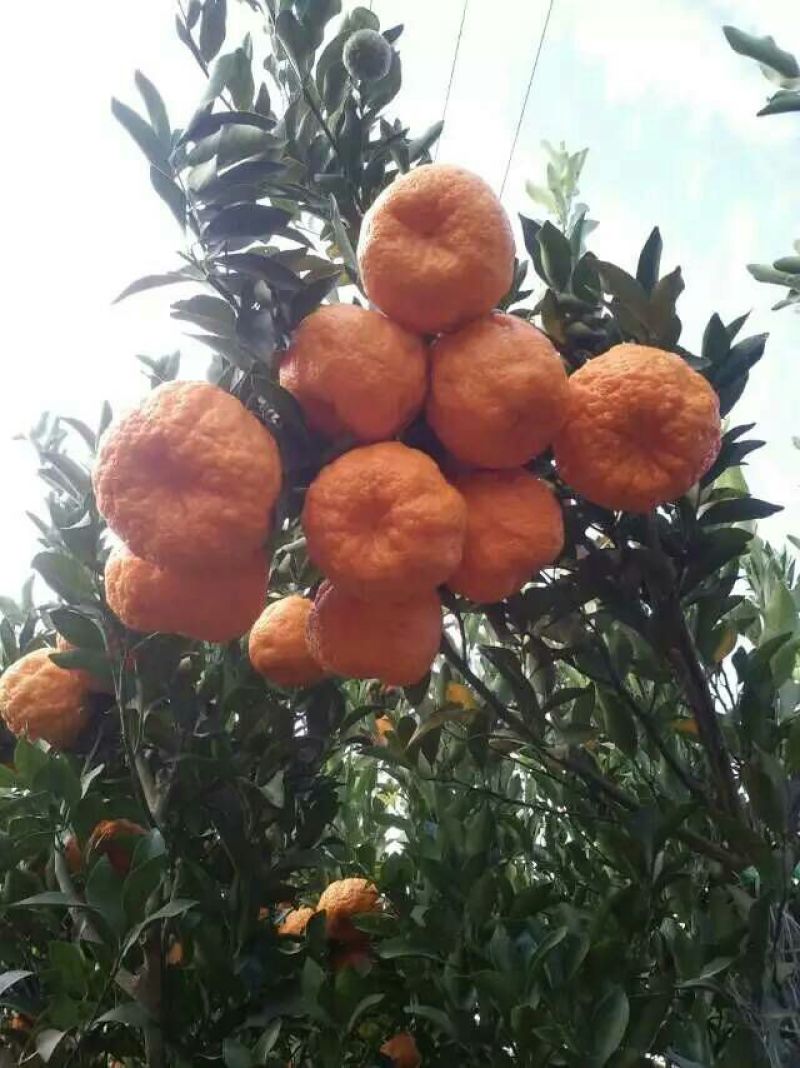 椪柑云南椪柑宾川椪柑产地代办大量供应