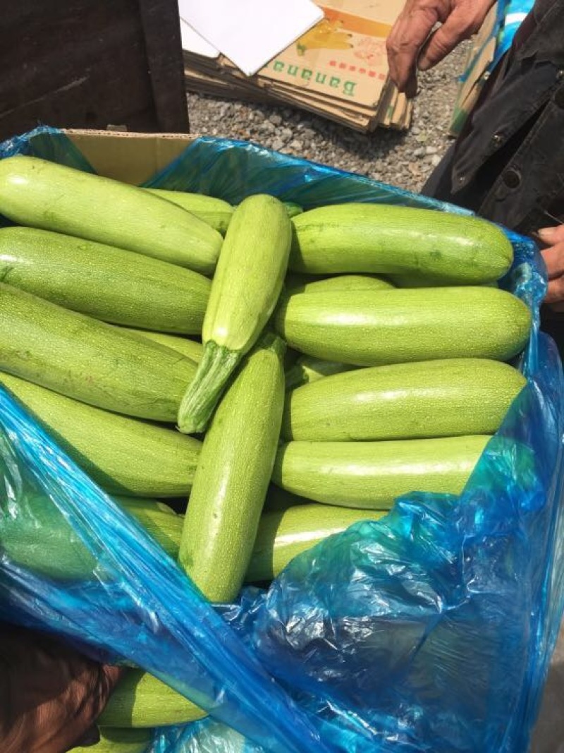 绿皮西葫芦临漳县万亩精品电商货美团多多买菜