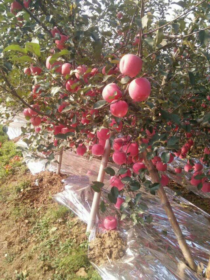 阿克苏红旗坡冰糖心苹果80mm以上膜袋