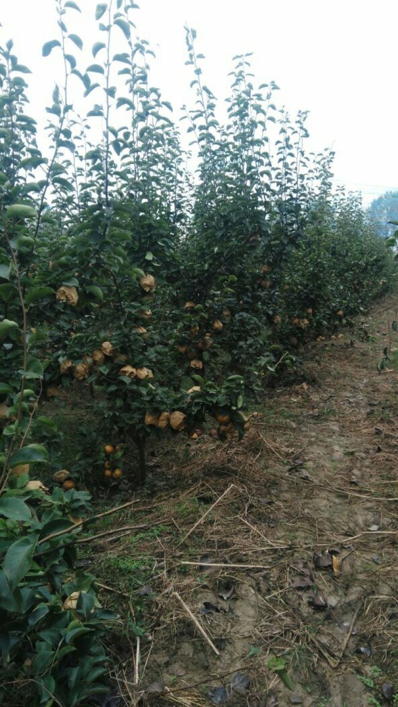 沙澧特晚秋黄梨600g以上纸加膜