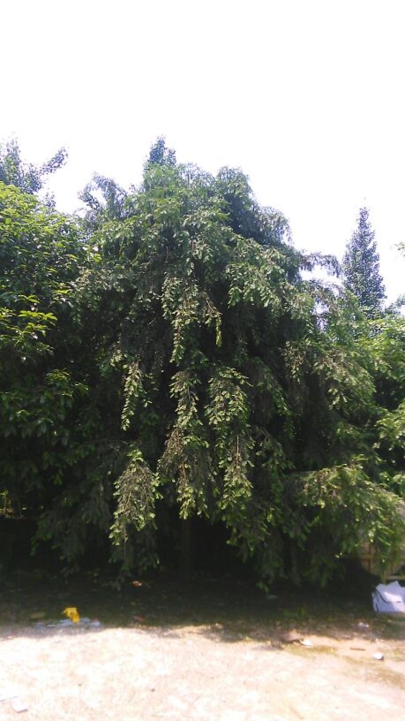 红豆杉树桩25~30cm