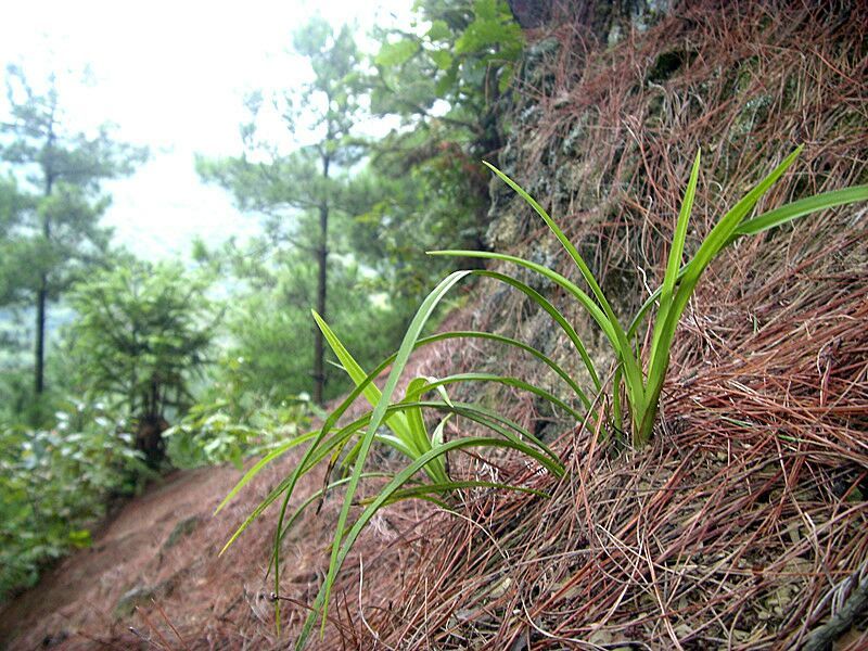 野兰花不知名字视频里是我深山里起回来的兰花