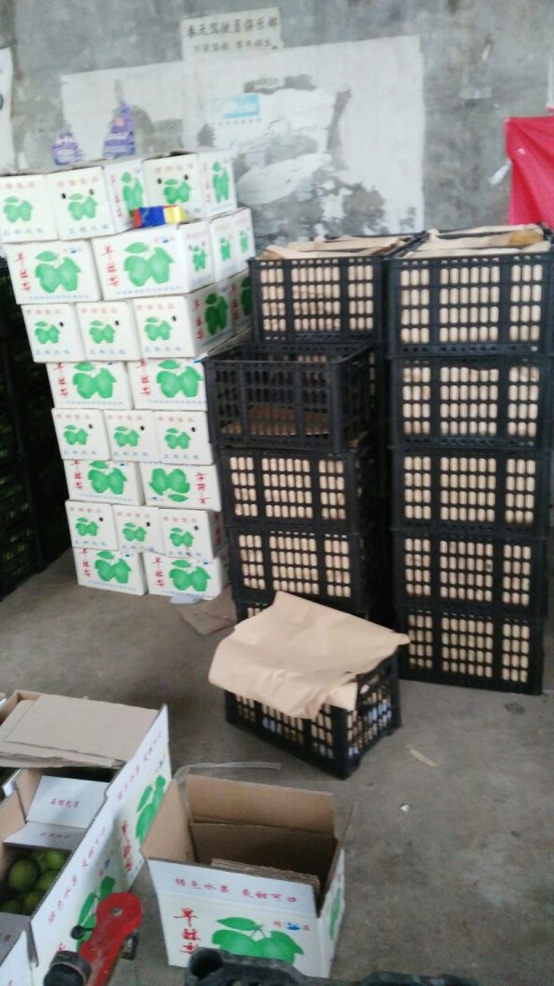 七月红梨300~350g光果