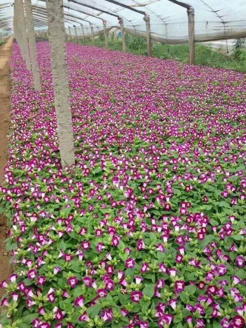 瓜叶菊种苗