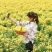 菊花茶