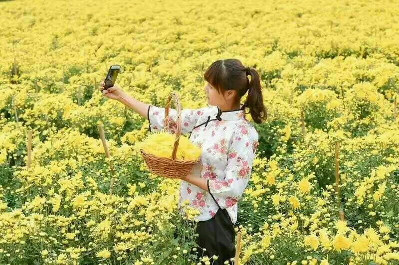 菊花茶