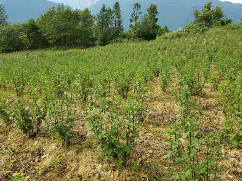 皇菊茶一级