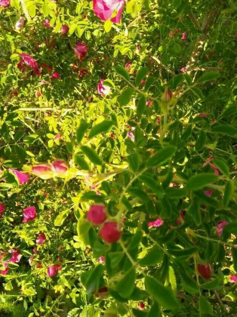 苦水玫瑰