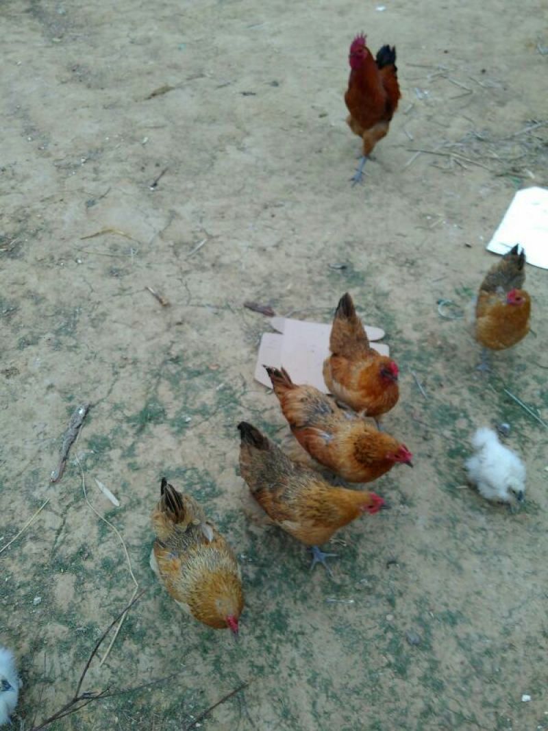 蜀中土鸡