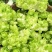 安岳精品儿菜基地直销，质量保证，无其他费用，装车快速。