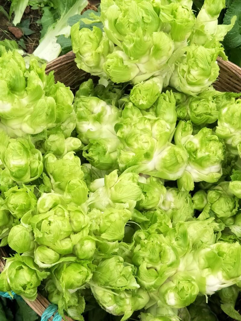 安岳精品儿菜基地直销，质量保证，无其他费用，装车快速。
