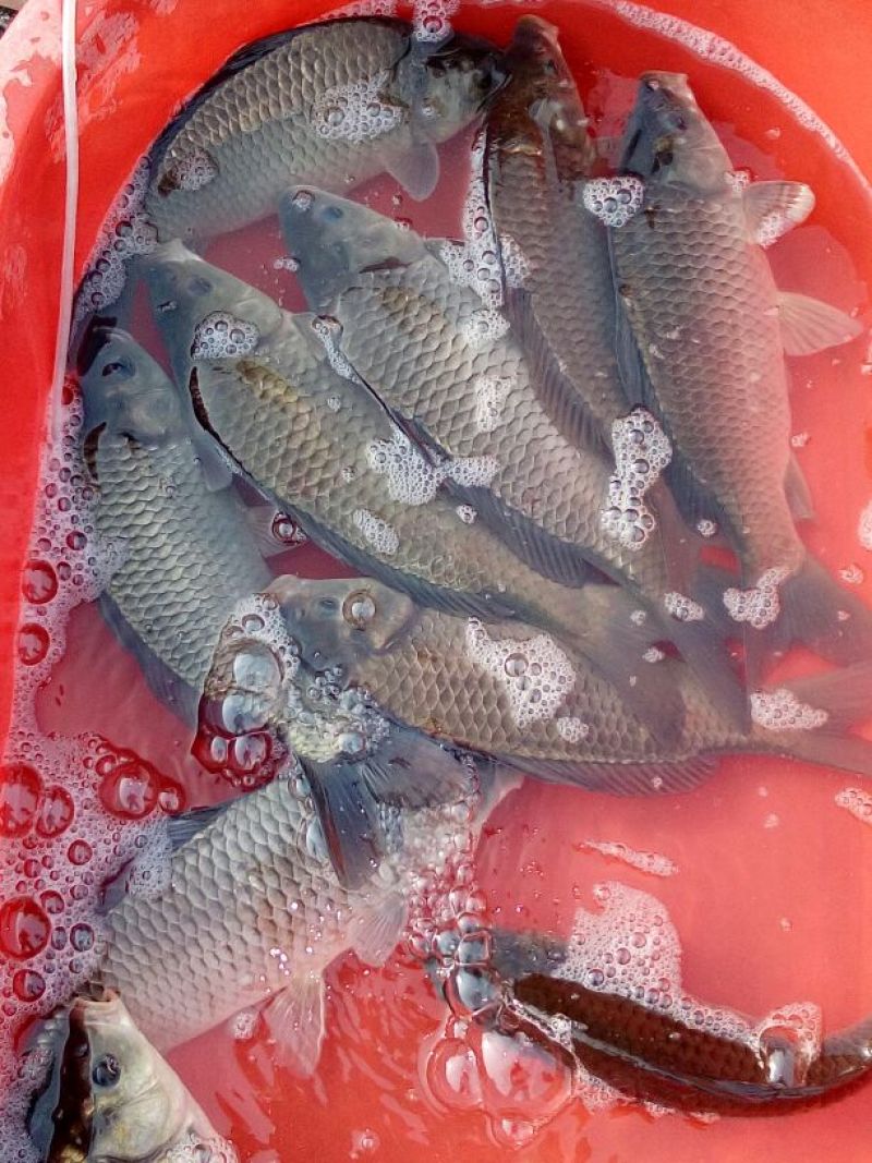 鲫鱼食用