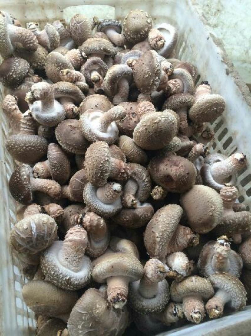 鲜香菇不开伞1%鲜货4~4.5cm