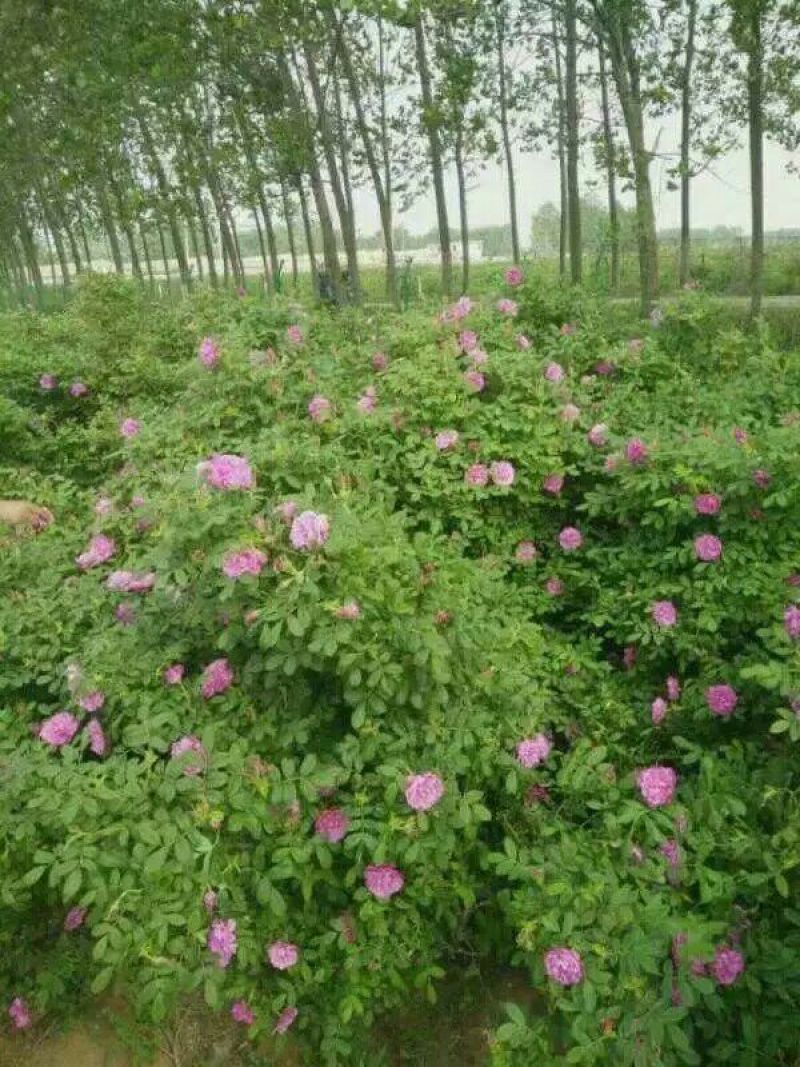 苦水玫瑰