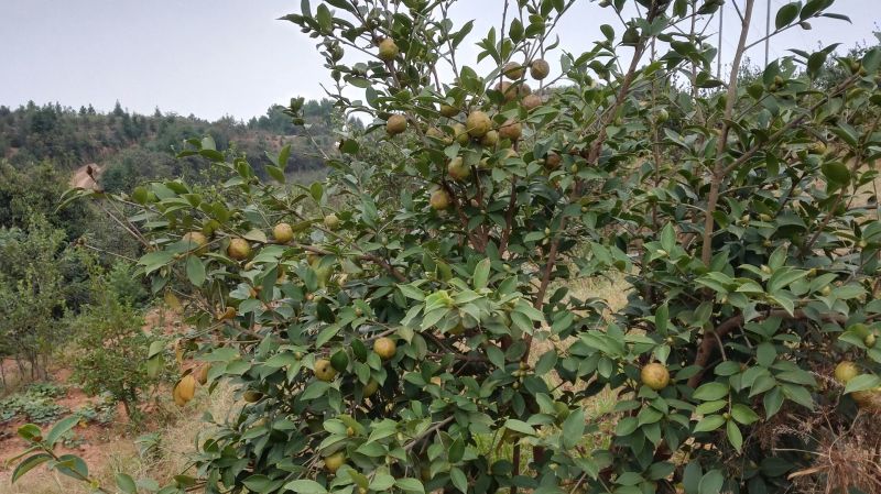 油茶籽100%以上
