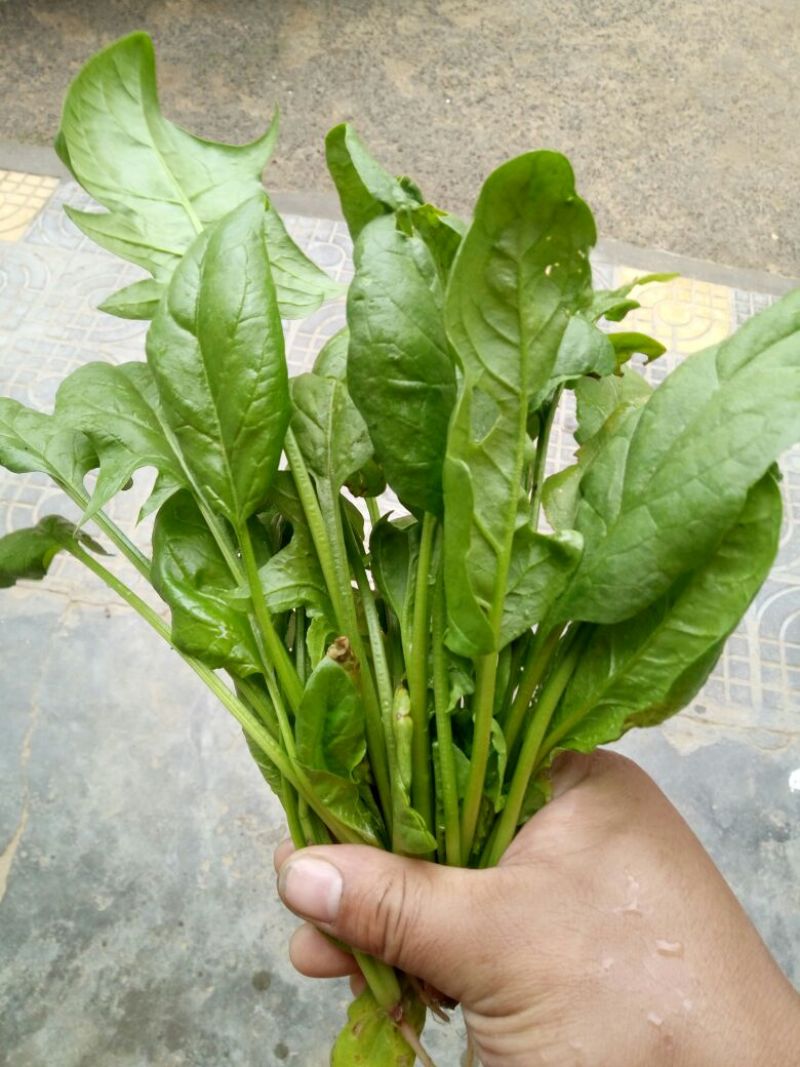 菠菜15~20厘米