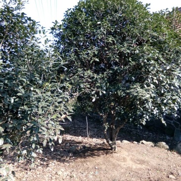 广玉兰