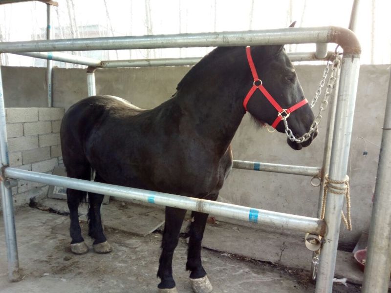 半血马400~500kg