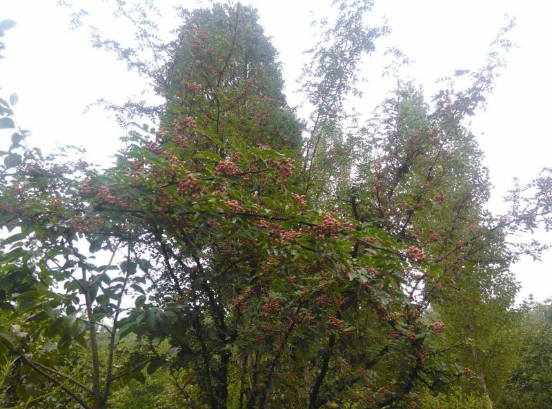 青花椒一级鲜