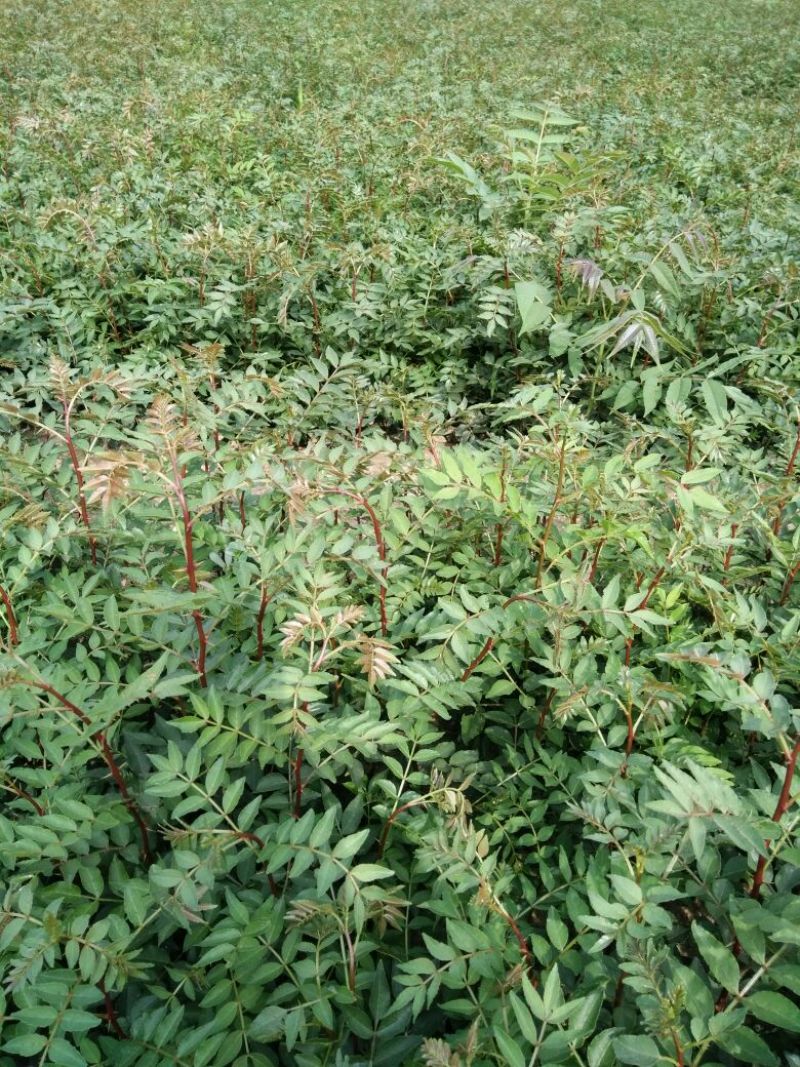 花椒苗种植基地大量出售花椒苗大红袍狮子头