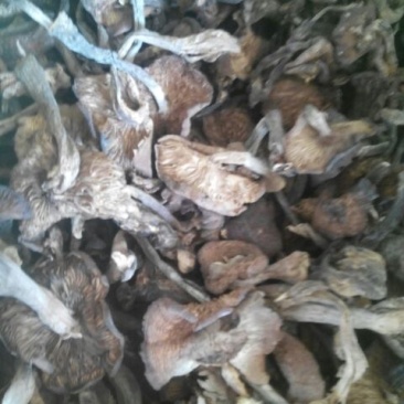 蘑菇一级3cm