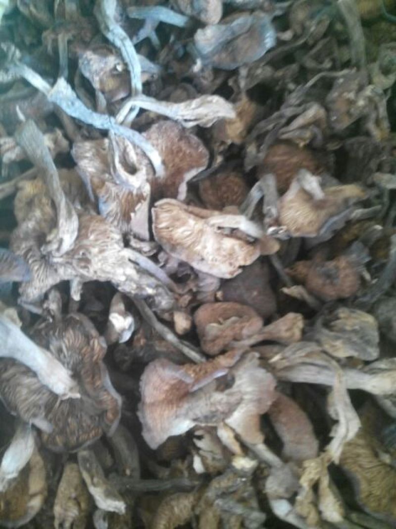 蘑菇一级3cm