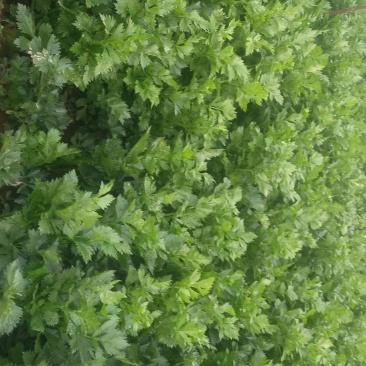 法国皇后芹菜50cm以上