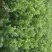 法国皇后芹菜50cm以上