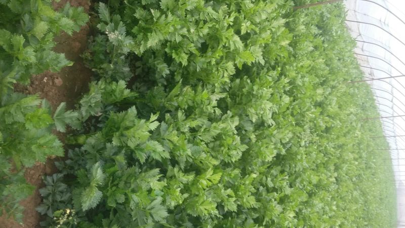 法国皇后芹菜50cm以上