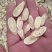黄芪切片1cm