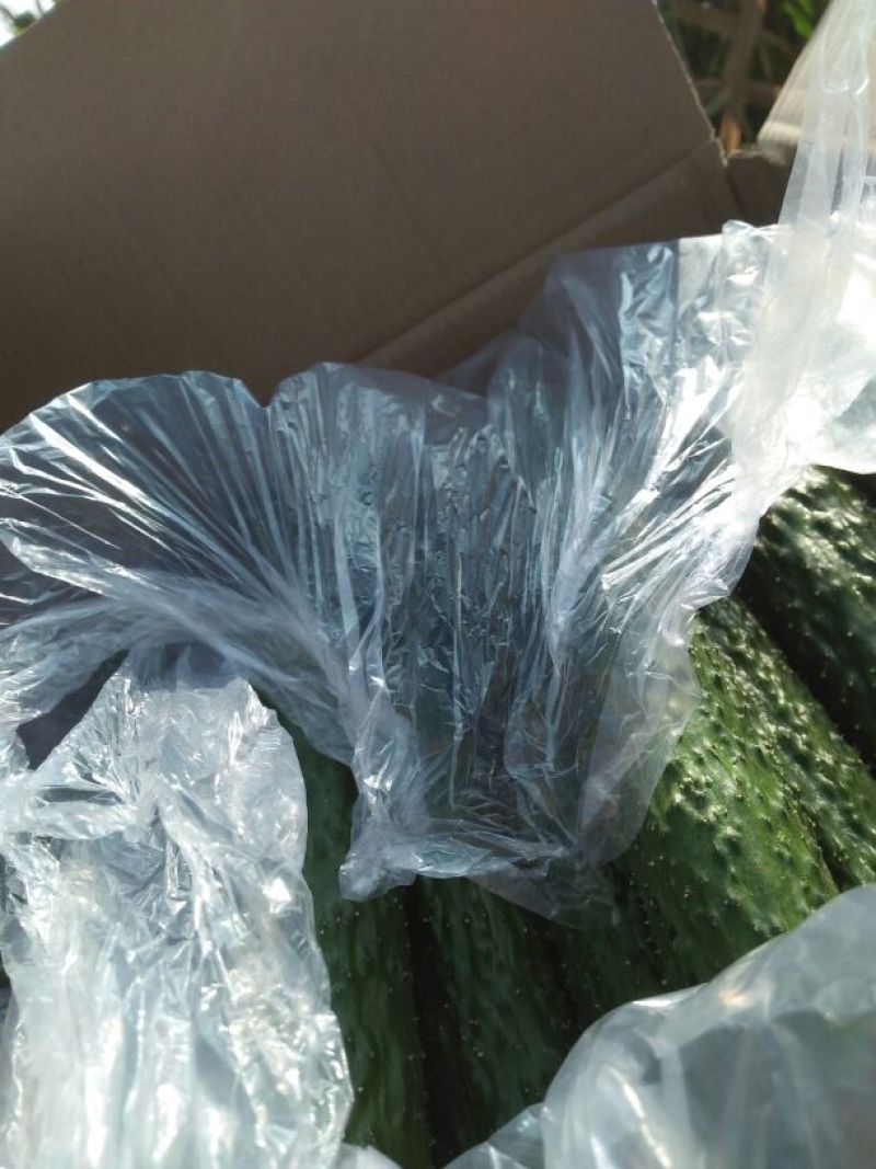 刺黄瓜鲜花带刺18~22公分